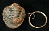 Real Phacops Trilobite Keychain #17340-1